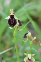 Ophrys sphegodes epirotica