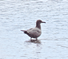 Leucophaeus modestus