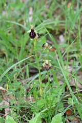 Ophrys sphegodes epirotica
