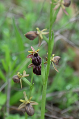 Ophrys sphegodes epirotica