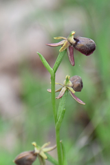 Ophrys sphegodes epirotica