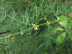 Asparagus schoberioides