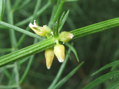 Asparagus schoberioides