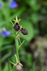 Ophrys sphegodes epirotica