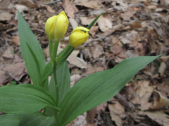 Cephalanthera falcata
