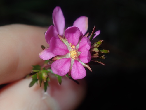 Bauera capitata (Bauera capitata)
