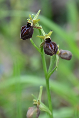 Ophrys sphegodes epirotica