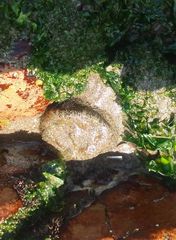 Anthopleura biscayensis