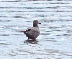 Leucophaeus modestus