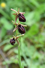 Ophrys sphegodes epirotica