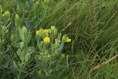 Rafnia elliptica