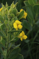 Rafnia elliptica