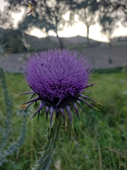 Onopordum macracanthum