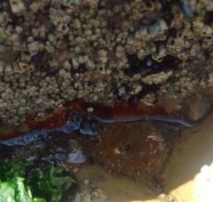 Anthopleura biscayensis