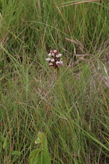 Satyrium sphaerocarpum