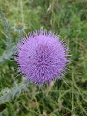 Onopordum macracanthum