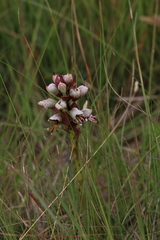 Satyrium sphaerocarpum