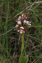 Satyrium sphaerocarpum