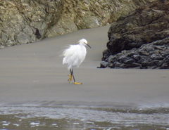 Egretta thula