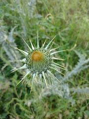 Onopordum macracanthum