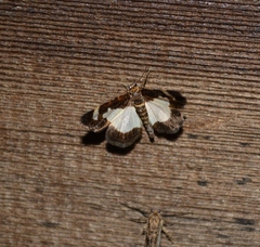Heliomata cycladata