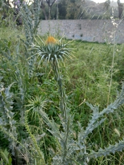Onopordum macracanthum
