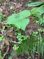 Trillium ovatum