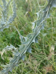 Onopordum macracanthum