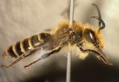 Andrena ovatula