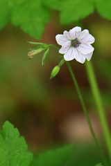 Geranium versicolor