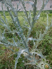 Onopordum macracanthum