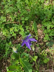 Aquilegia alpina