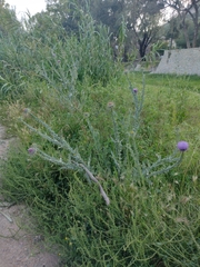 Onopordum macracanthum