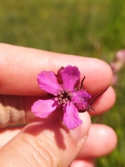 Microbotryum lagerheimii