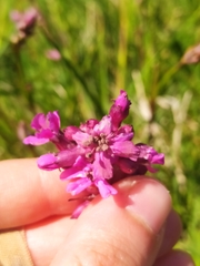 Microbotryum lagerheimii