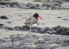 Haematopus palliatus