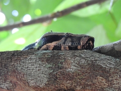 Boa constrictor constrictor