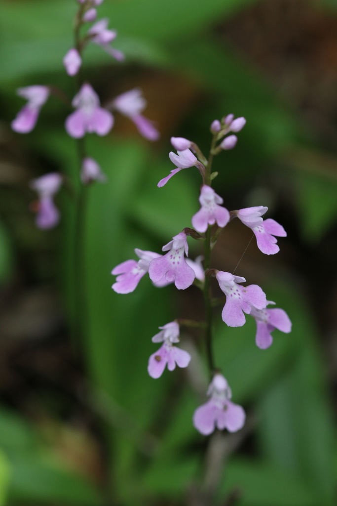 Stenoglottis macloughlinii