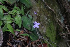 Streptocarpus polyanthus polyanthus