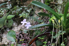Streptocarpus polyanthus polyanthus
