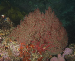 Melithaea zimmeri