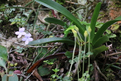 Streptocarpus polyanthus polyanthus