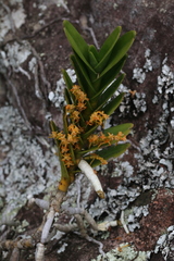 Tridactyle bicaudata rupestris