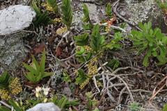 Tridactyle bicaudata rupestris