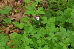 Geranium versicolor