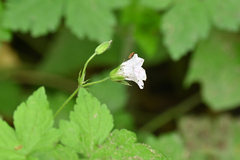 Geranium versicolor