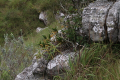 Tridactyle bicaudata rupestris