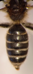 Andrena ovatula