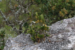 Tridactyle bicaudata rupestris