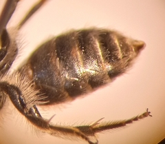 Andrena ovatula